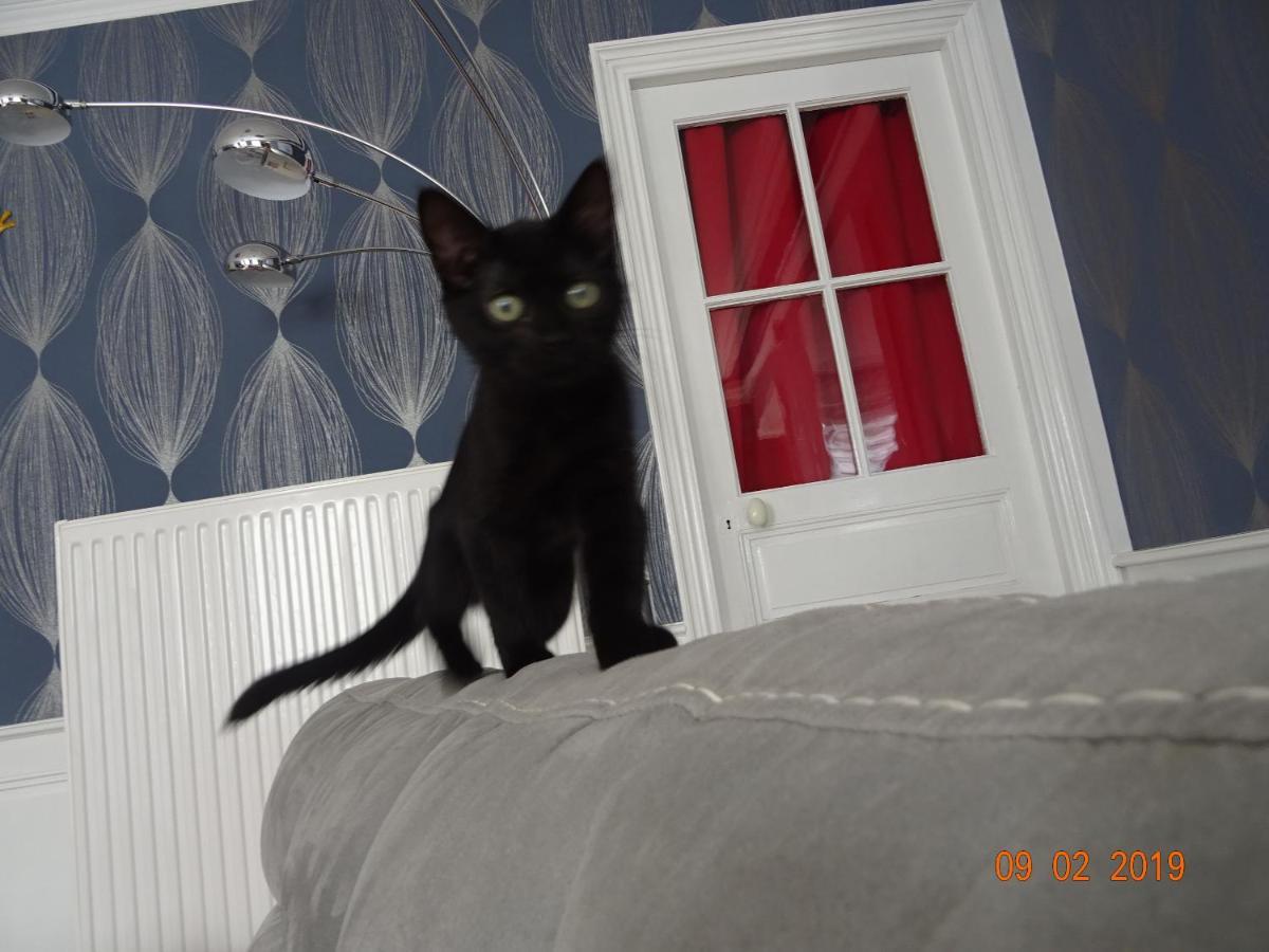 La Ferme Aux Chats Formigny Exterior photo